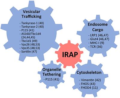 The Role of Insulin Regulated Aminopeptidase in Endocytic Trafficking and Receptor Signaling in Immune Cells